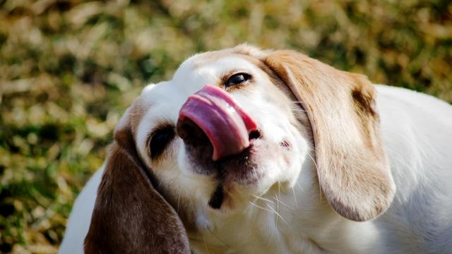 Why You Shouldn’t Always Let A Dog Lick Your Face