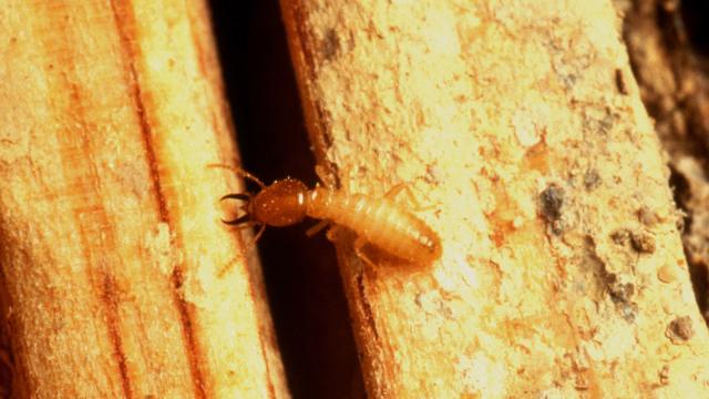 The Early Warning Signs Of A Termite Infestation