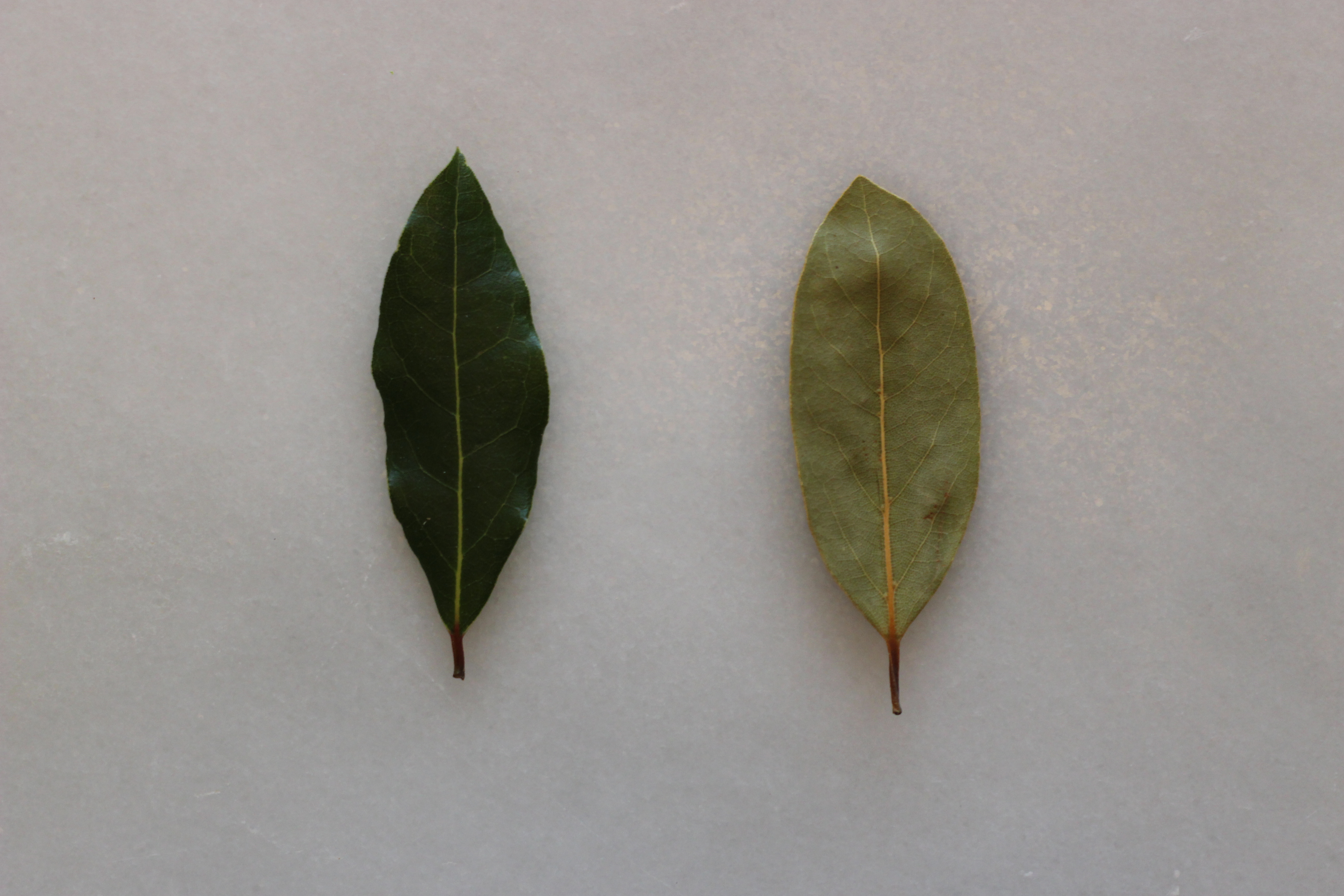 Do Bay Leaves Even Do Anything?