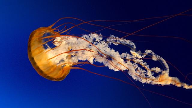 Please Don’t Pee On Jellyfish Stings