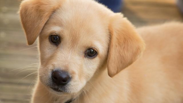 Puppies Love Your Baby Talk, But Dogs Don’t