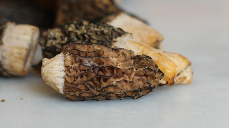 How To Clean Up Your Morels