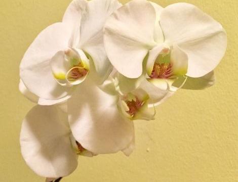 How To Keep A Woolies Orchid Alive, Or Get It To Bloom Again