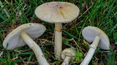 Do Not Rely On An App To Tell You If A Mushroom Is Edible
