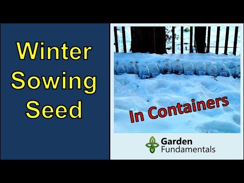 Sow Your Seedlings Now, In Winter, For A Healthier Garden In The Spring