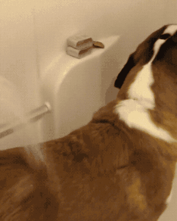 Smear Peanut Butter On Your Shower Wall To Distract Your Dog In The Bath