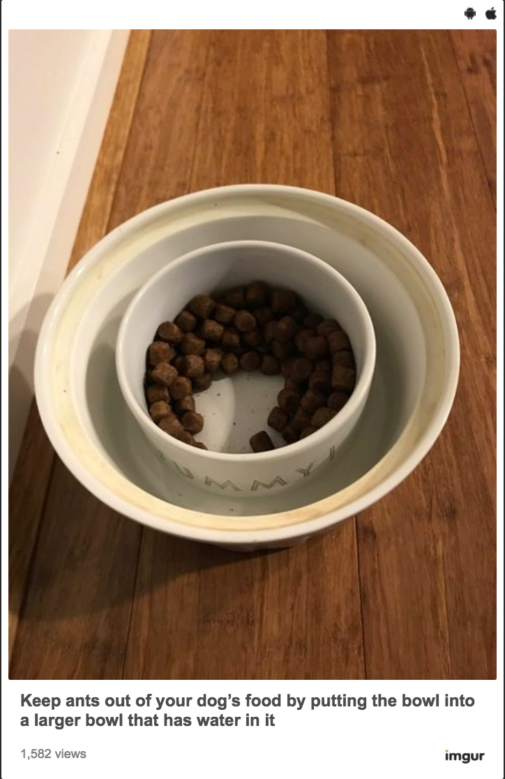 Keep Ants Out Of Your Pet’s Food By Putting It In A Second Bowl