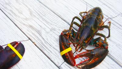 How To Kill A Lobster In The Most Humane Way Possible