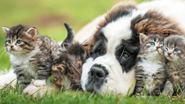 Let Your Browser Tabs Cheer You Up With Puppies And Kittens