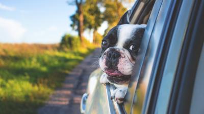 How To Know If Your Dog Is Getting Car Sick
