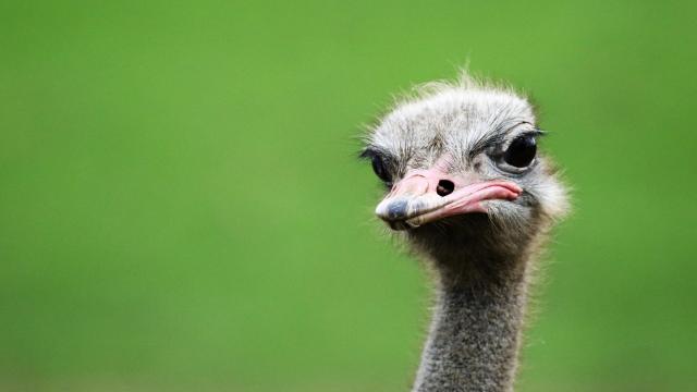 Are You A Money Ostrich?