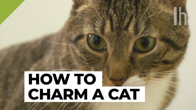 How To Win Over Someone Else’s Cat
