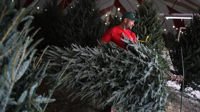 Save Money On Your Christmas Tree By Asking For A Dud