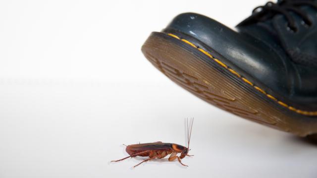 Name A Cockroach After Your Ex This Valentine’s Day