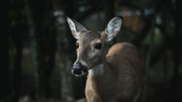 Today I Discovered ‘Deer Zombies’ Are A Real Thing