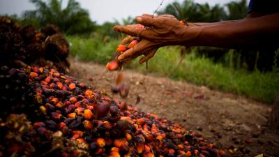 What’s So Terrible About Palm Oil?