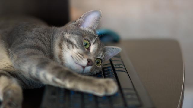 Get A Decoy Keyboard For Your Cat To Enjoy