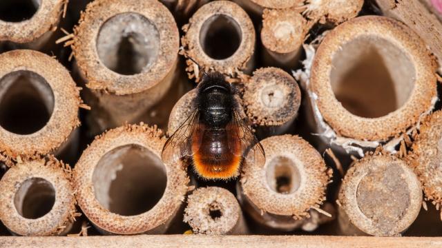 How To Correctly Set Up A Solitary Bee House