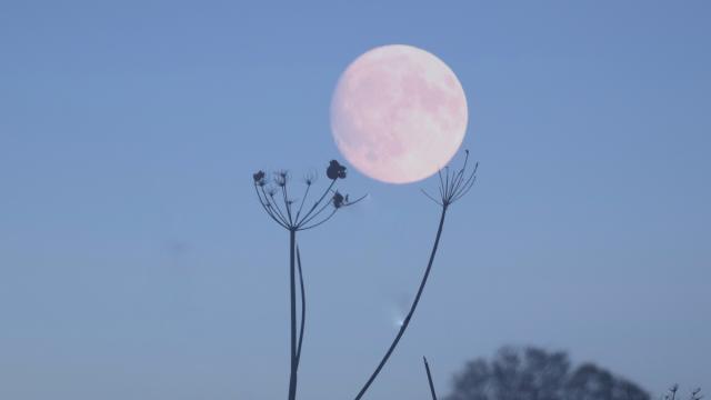 Why The Blue Moon On Halloween Is So Rare