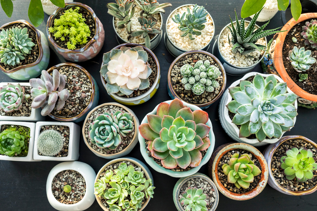 how to help your houseplants this spring