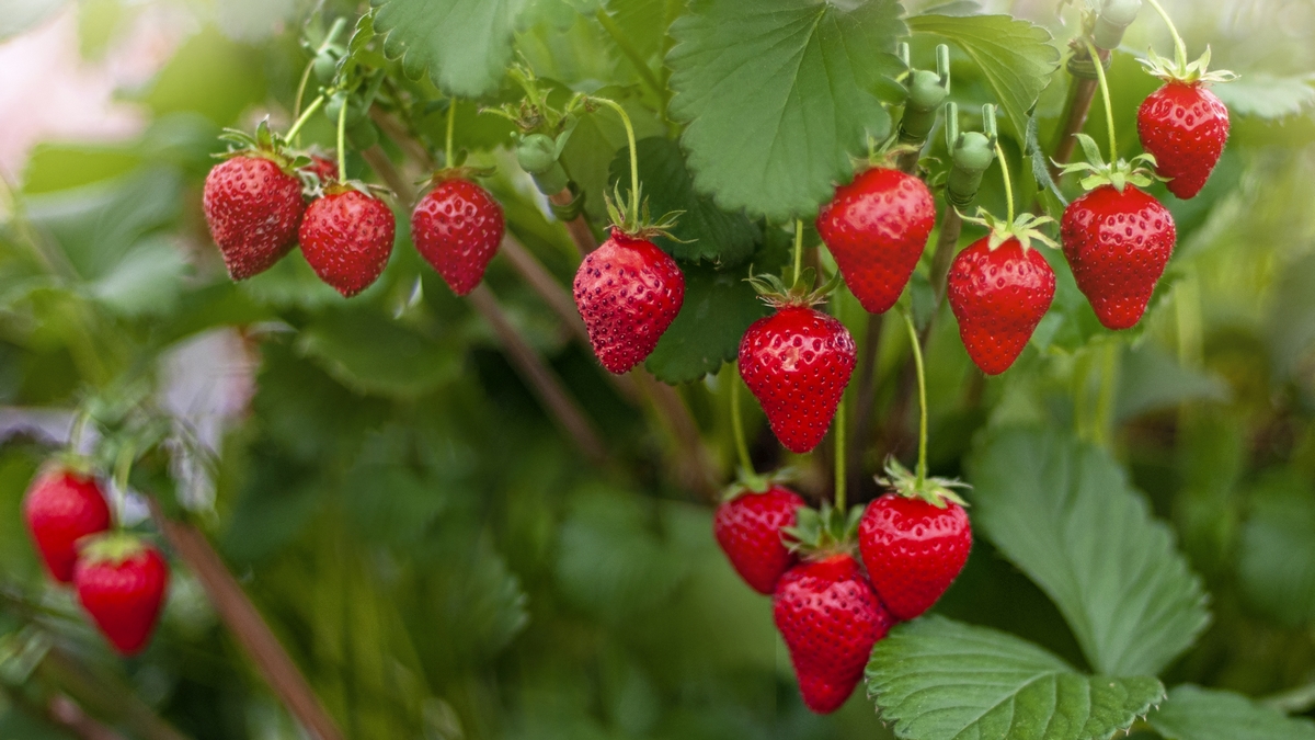 plants summer strawberries