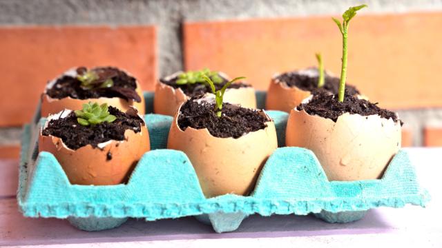 Use Eggshells to Plant and Grow Seedlings