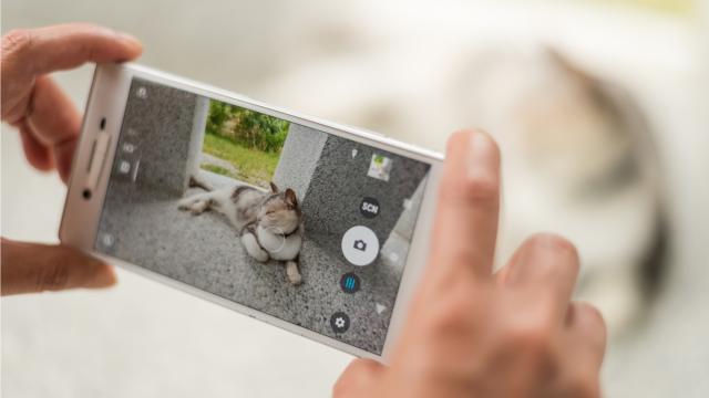 Google Photos Now Automatically Keeps Track of All Your Cat Pictures