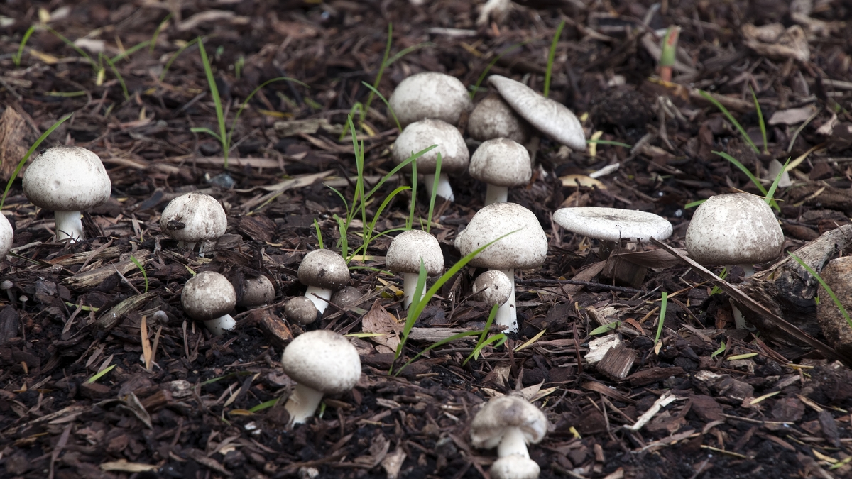 mushrooms backyard diy