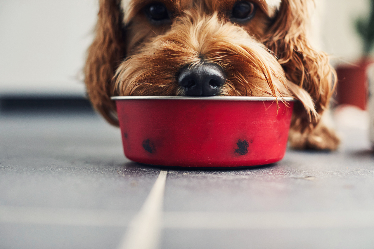 Foods You Should Never Feed To Dogs
