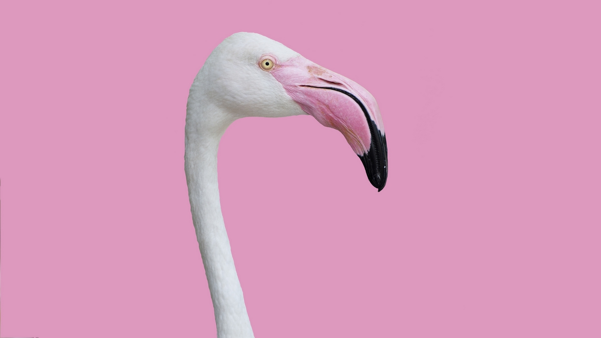flamingo australia