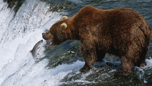 Watch These Brown Bears Catch Jumping Salmon