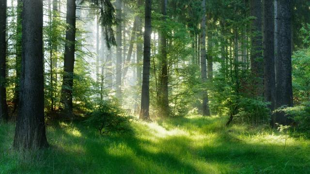 It’s Time to Reduce Stress With Some Virtual Forest Bathing
