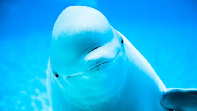 Spend Time With Beluga Whales, Because What Else Is There to Do