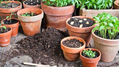 You Should Save and Store Seeds From Your Garden