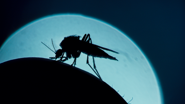 Here’s Why Mosquitoes Bite Some People More Than Others