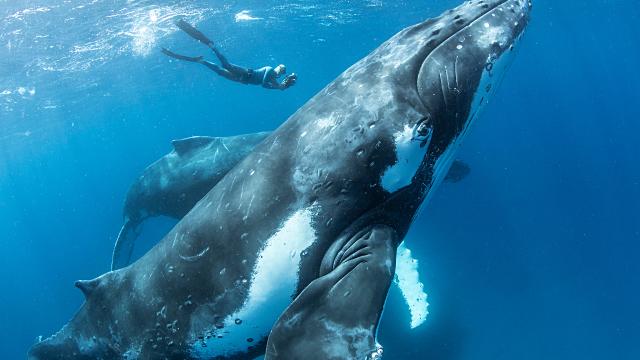 How to Stay Safe When Swimming With Whales