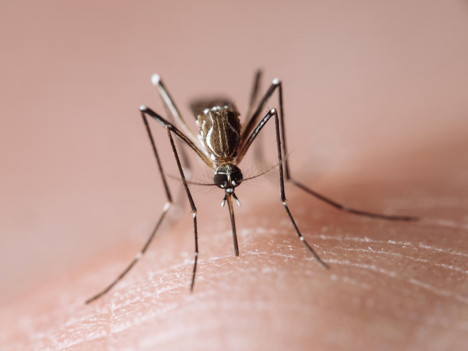 La Nina means more mosquitoes this summer