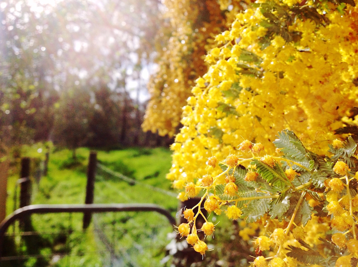 No, you can't blame wattle for your hay fever