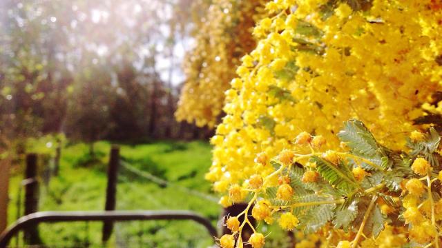 Wattle Isn’t Responsible for Your Hay Fever, Sorry