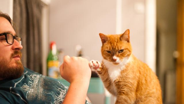 Is Your Cat Making You Sick? Here’s How To Prevent Disease