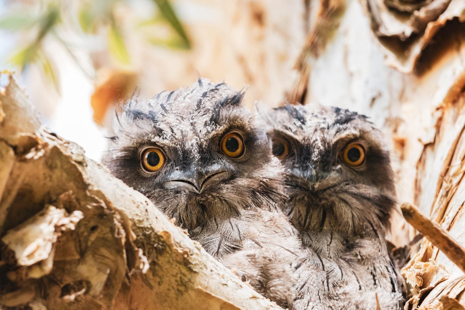 8 Fun Things to Know About Tawny Frogmouths