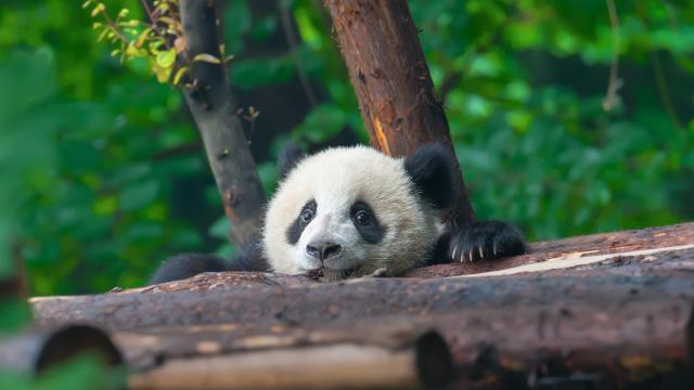 Help Name the Smithsonian National Zoo’s New Baby Panda
