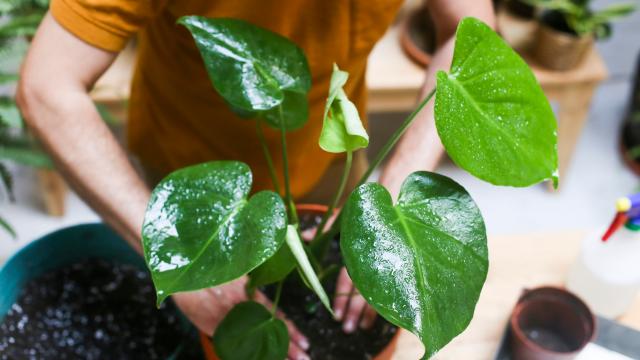 How to Know When You’re Overwatering Your Plants