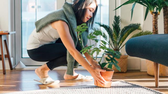 How to Tell if Your House Plant Needs More Light