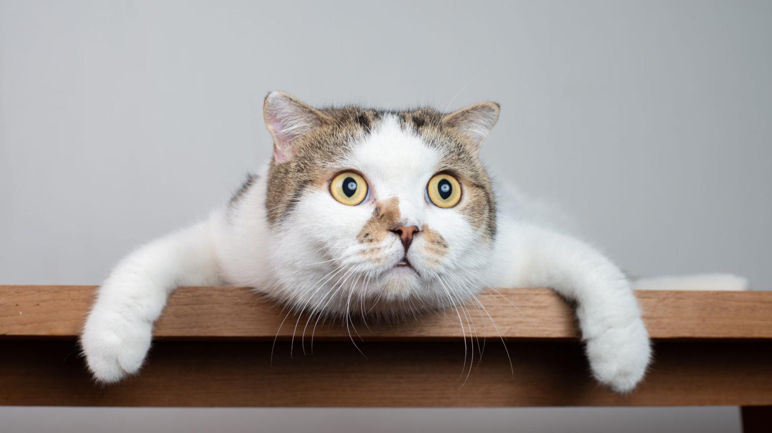 Photo: Cat Box, Shutterstock