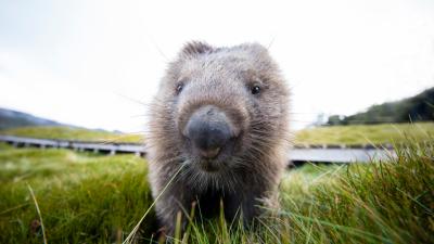 Ask LH: Why Is Wombat Poop Square-Shaped?