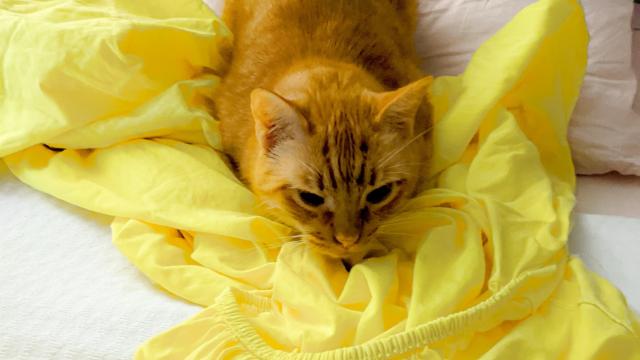 Use Old Turmeric to Make a Brilliant Yellow Fabric Dye