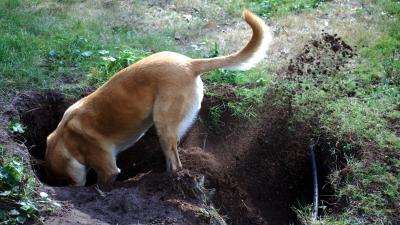 How to Deal With Your Dog’s Incessant Digging