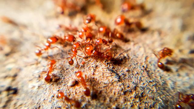 How to Keep Fire Ants Away From You and Your Home