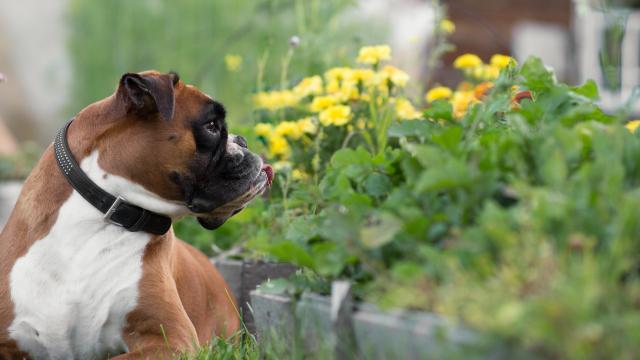 How to Pet-Proof Your Garden This Spring